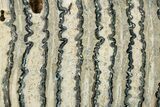 Polished Mammoth Molar Slice - South Carolina #335378-1